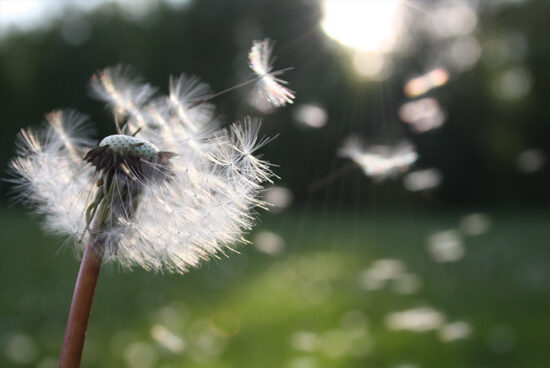 Ein Samen hebt von einem verblühten Löwenzahn ab