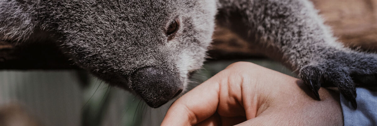 Ein Koala schnuppert an der Hand eines Menschen