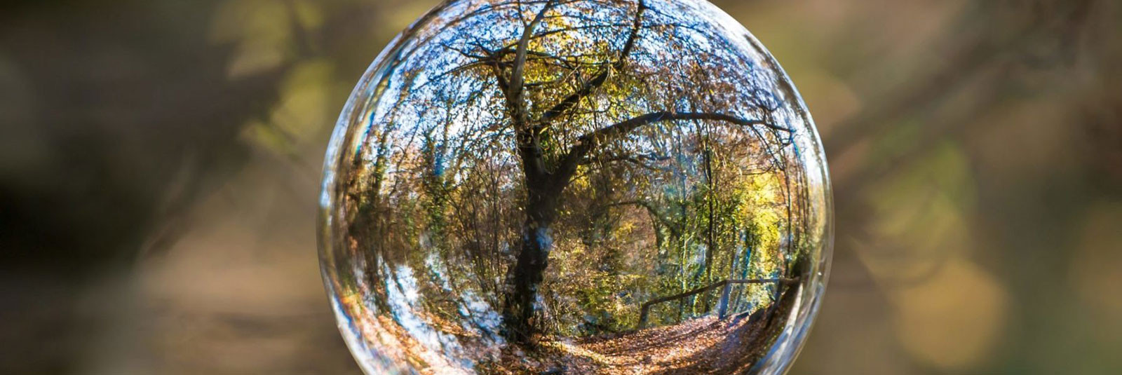 In einem Wassertropfen spiegelt sich ein großer Baum im Wald